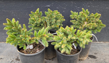Medusa Rare Miniature Norway Spruce, Collector Conifer Tree - Live Plant