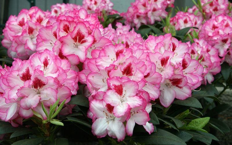 Cherry Cheesecake Rhododendron, Pink Flowering Evergreen Shrub - Live Plant