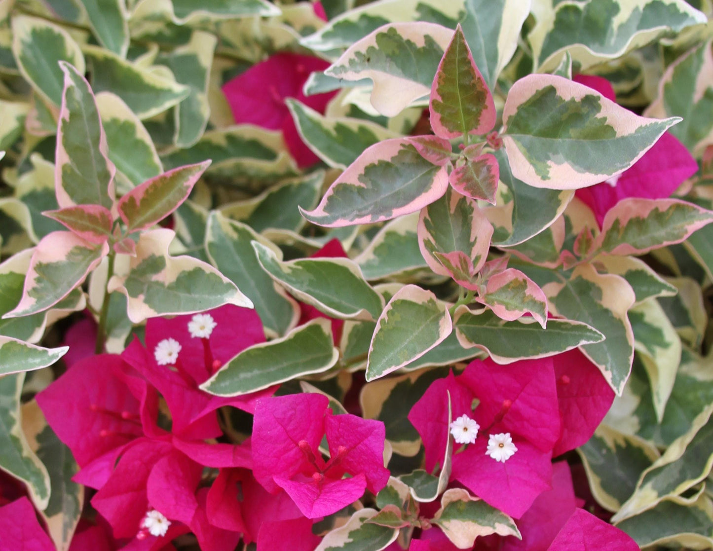 Raspberry Ice Variegated Bougainvillea Pink Flowering Vine - Live Plant