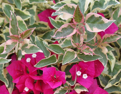 Raspberry Ice Variegated Bougainvillea Pink Flowering Vine - Live Plant