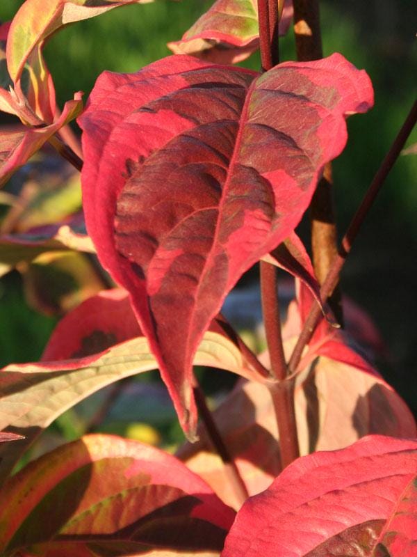 Summer Fun Variegated Dogwood Tree Cornus Kousa - Live Plant