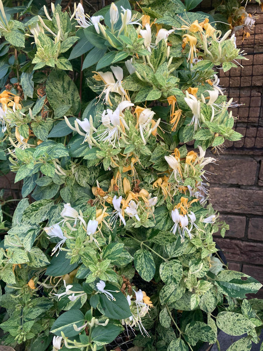 Mint Crisp Variegated Honeysuckle Vine, Fragrant Flowering Pollinator Plant - Live Plant