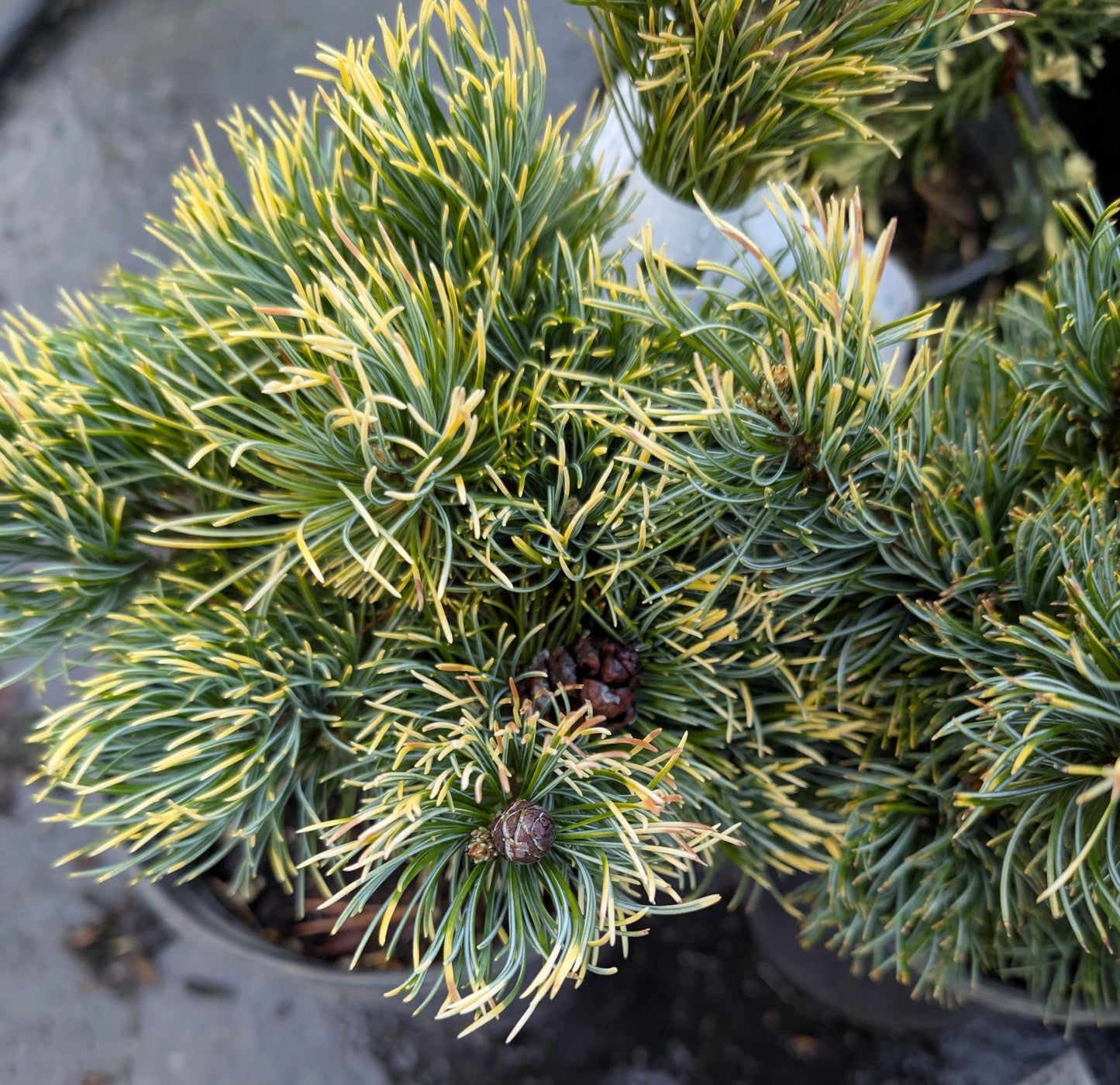 Goldilocks Rare Dwarf Japanese White Pine, Conifer Tree - Live Plant