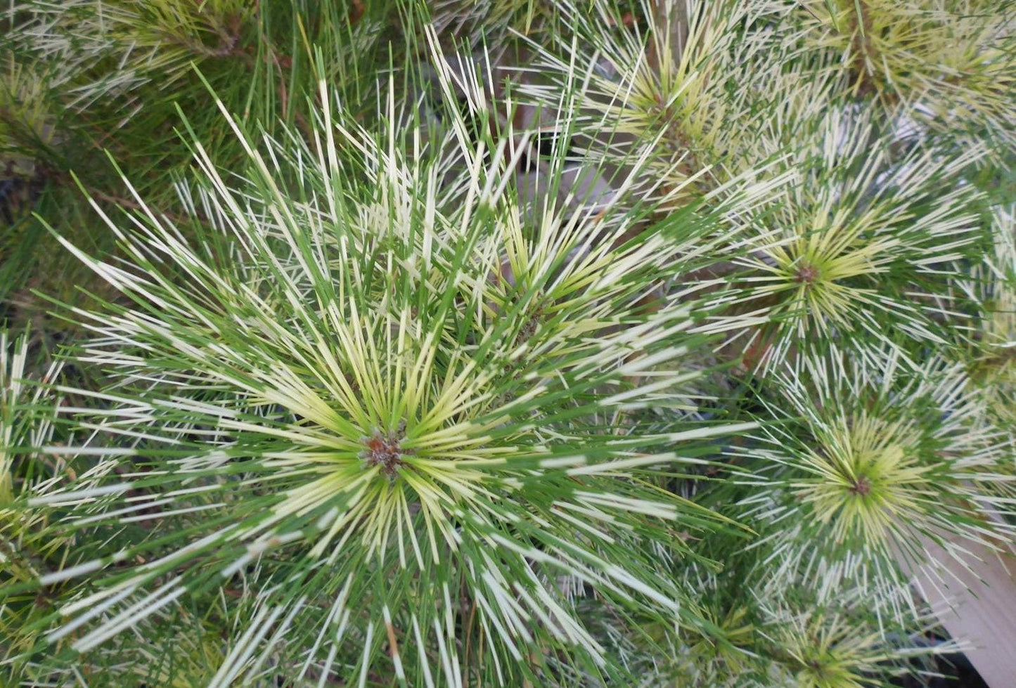 Golden Ghost Japanese Red Pine, Variegated Conifer Tree - Live Plant