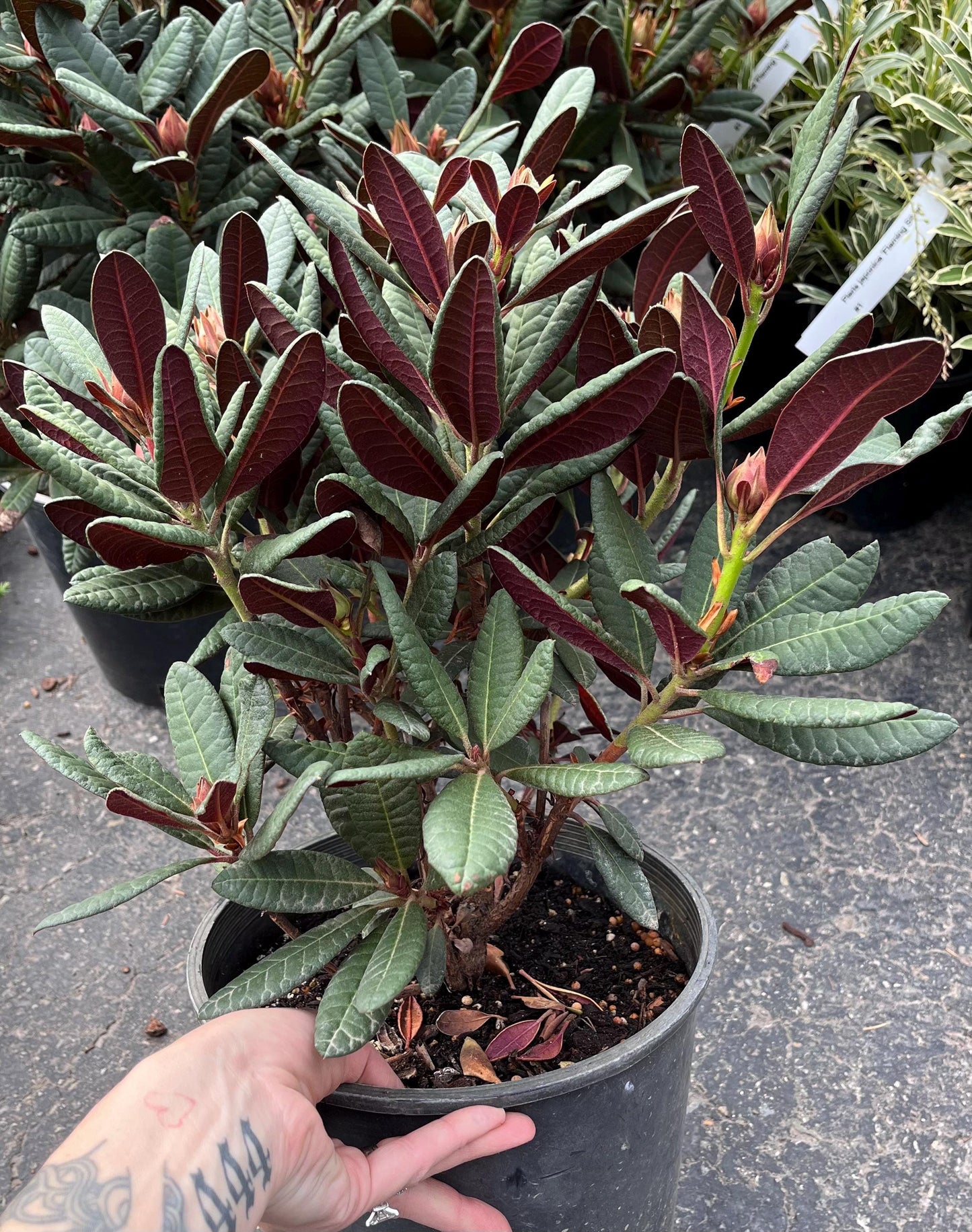 Wine and Roses Rhododendron, Dwarf Evergreen Flowering Shrub, Cold Hardy - Live Plant