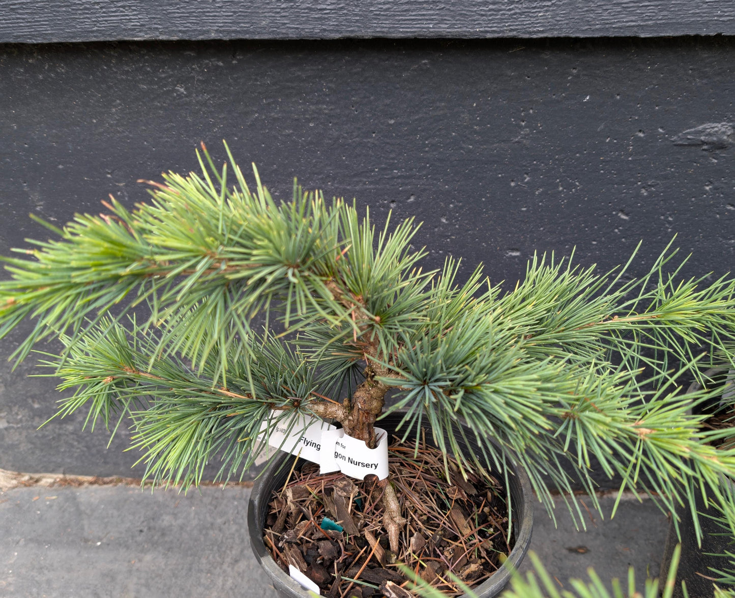 Katere Dwarf Cedar Of Lebanon, Rare Blue-Green Conifer - Live Plant