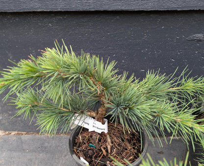 Katere Dwarf Cedar Of Lebanon, Rare Blue-Green Conifer - Live Plant