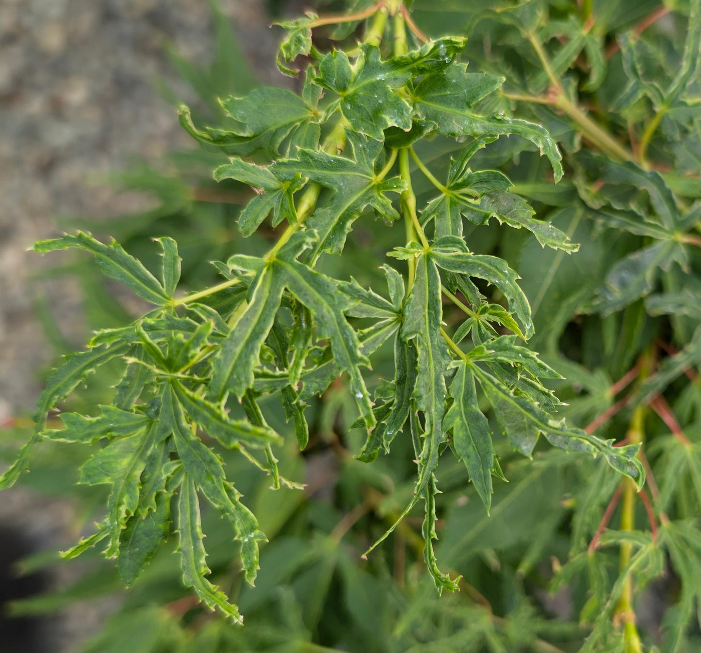 Catalina Yatsubusa Japanese Maple, Dwarf Variegated Mikawa Cultivar - Live Plant