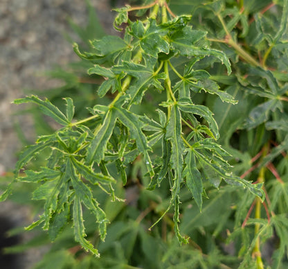 Catalina Yatsubusa Japanese Maple, Dwarf Variegated Mikawa Cultivar - Live Plant