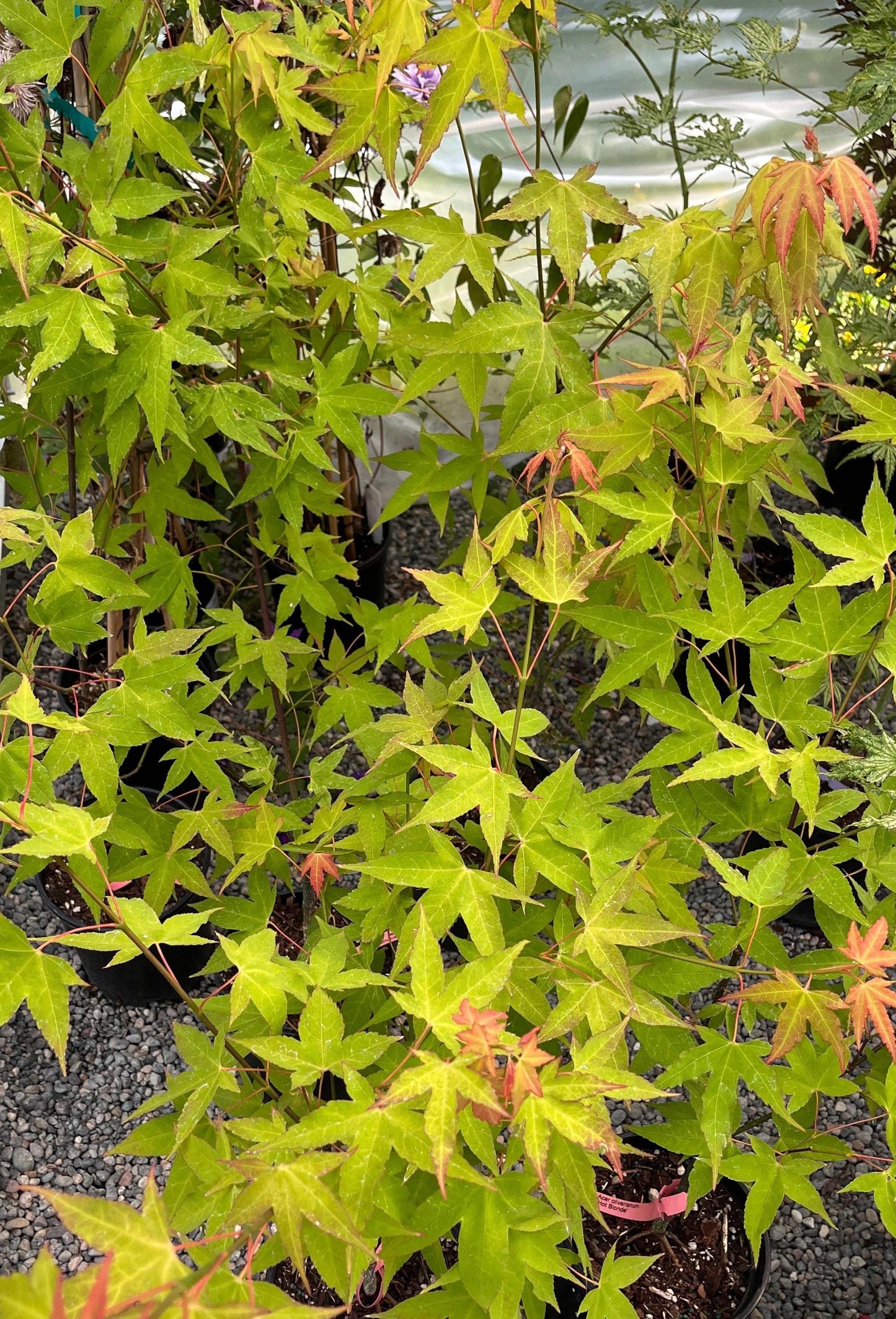 Hot Blonde Japanese Maple, Rare Acer Oliverianum Heat Tolerant - Live Plant