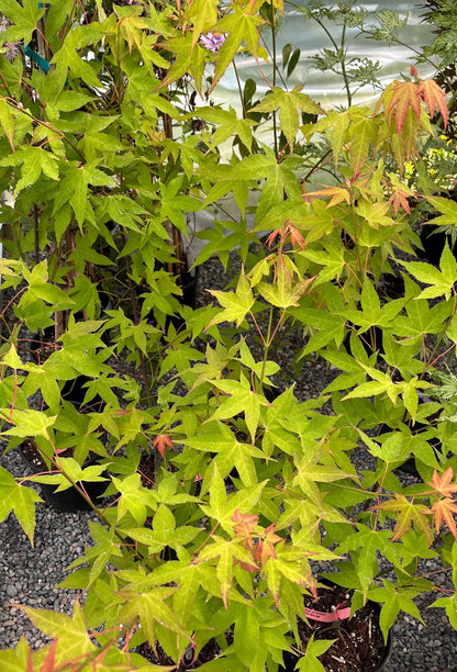 Hot Blonde Japanese Maple, Rare Acer Oliverianum Heat Tolerant - Live Plant