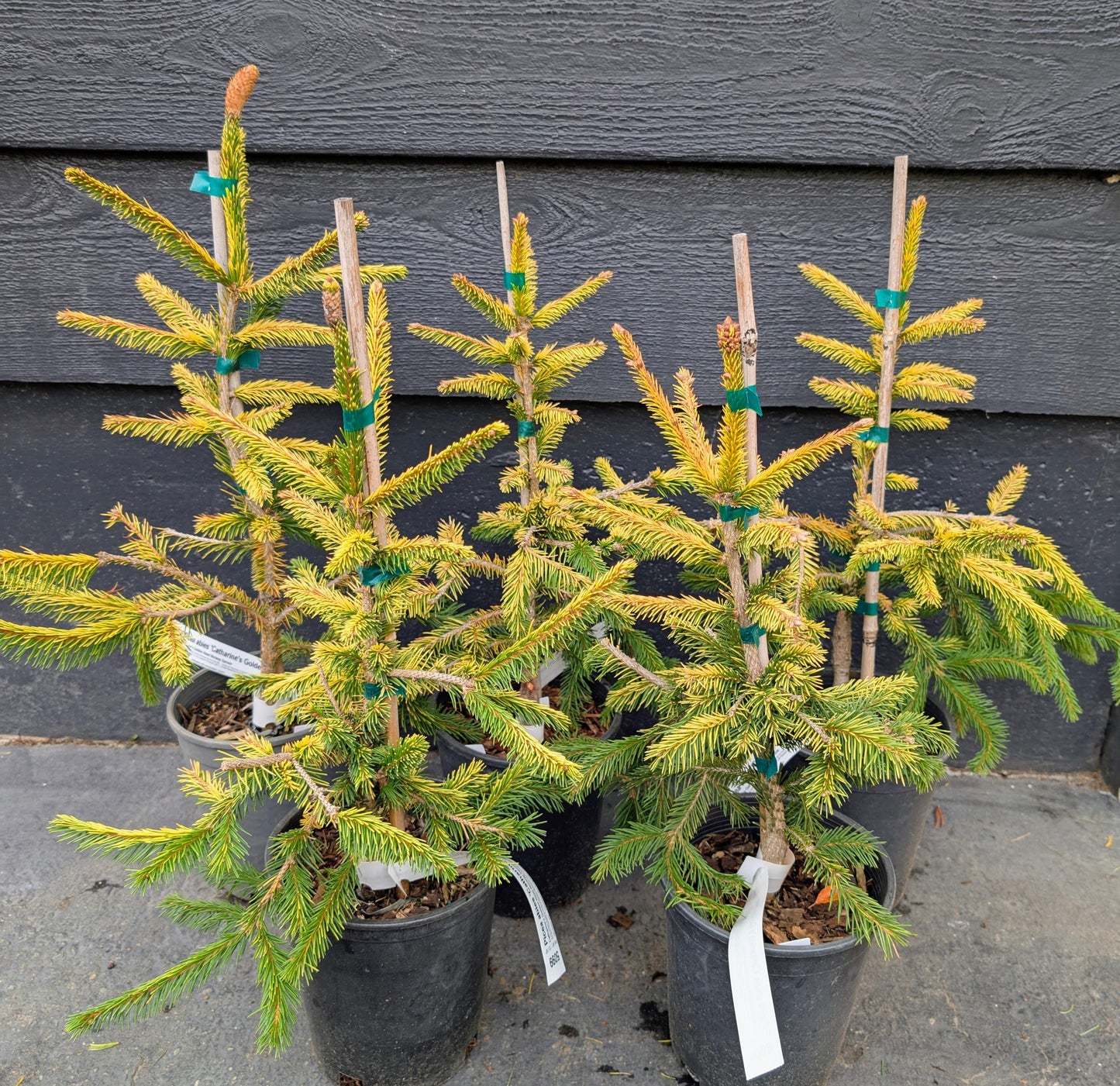 Catharine's Golden Heart Rare Golden Norway Spruce, Weeping Conifer - Live Plant