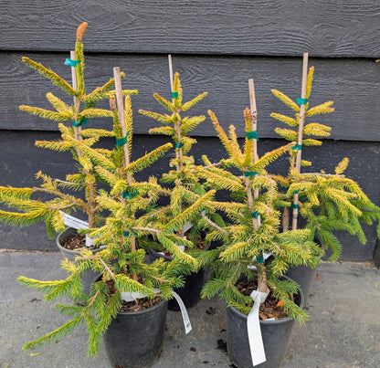 Catharine's Golden Heart Rare Golden Norway Spruce, Weeping Conifer - Live Plant
