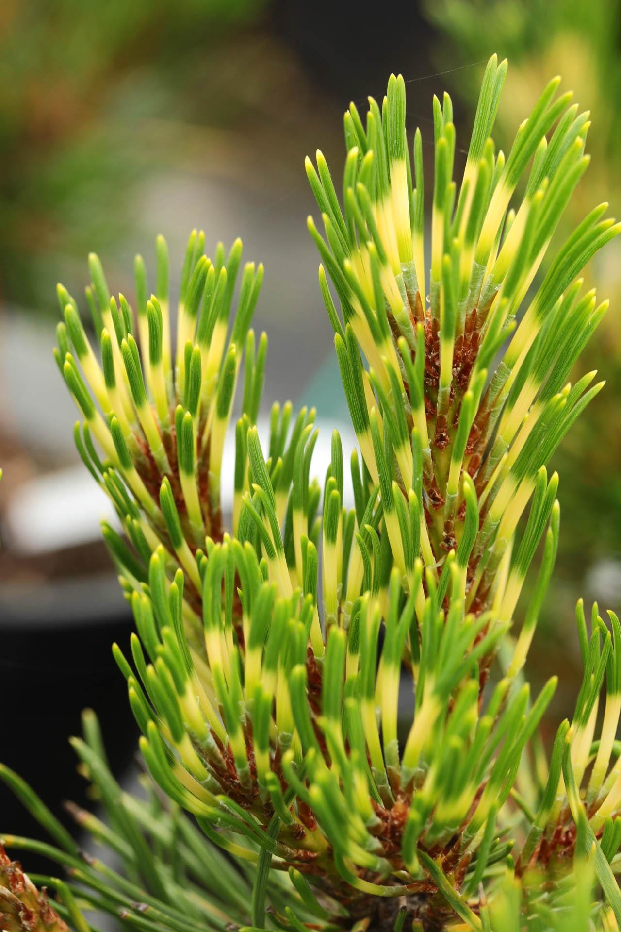 Sunshine Variegated Mugo Pine, Dwarf Conifer Bonsai Starter Tree - Live Plant