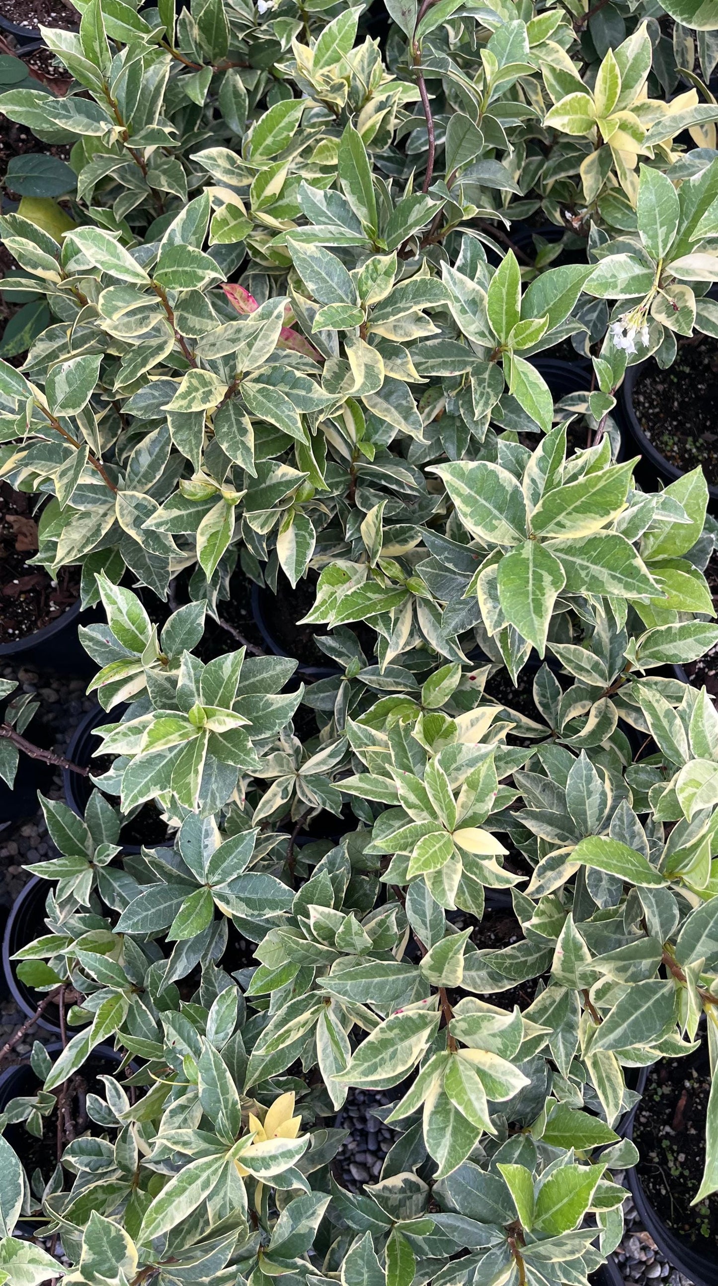 Variegated Jasmine Fragrant Flowering Shrub Vine - Live Plant