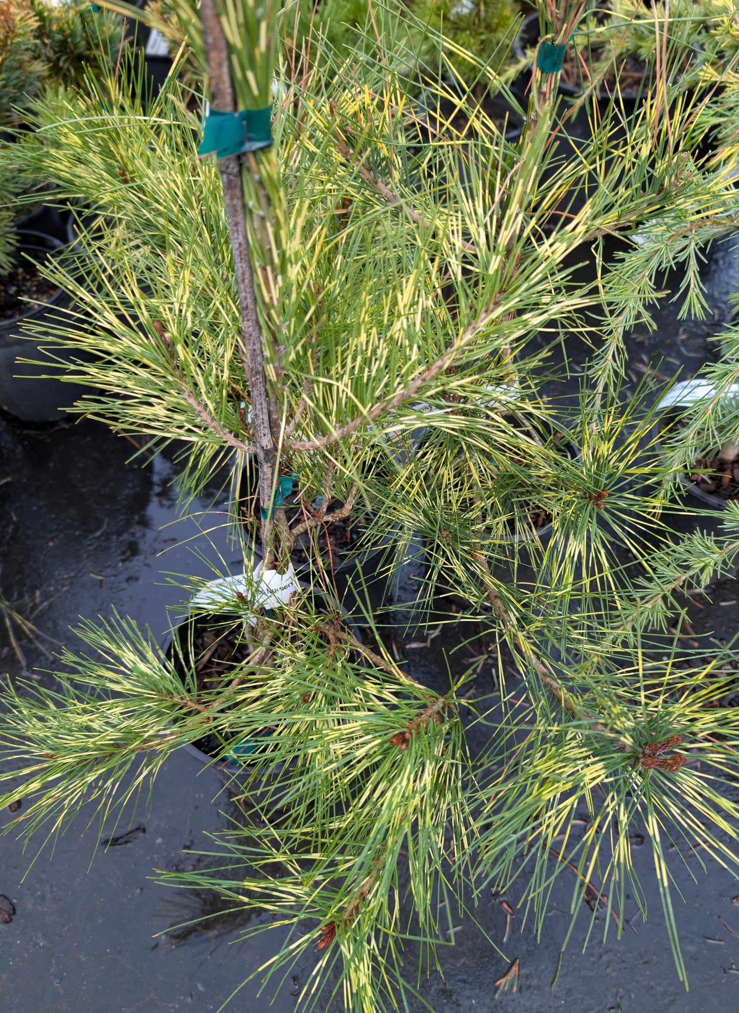 Golden Ghost Japanese Red Pine, Variegated Conifer Tree - Live Plant