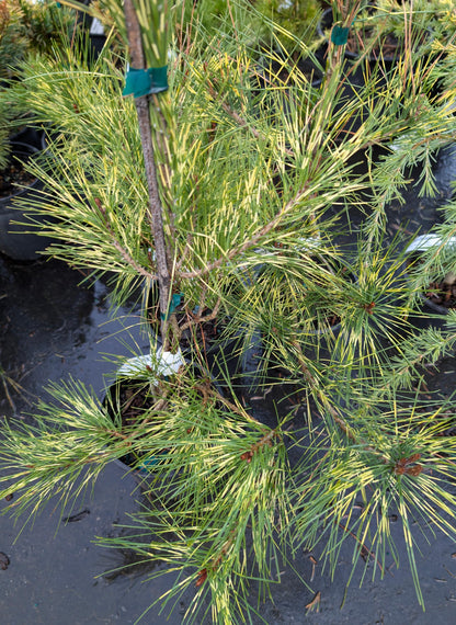 Golden Ghost Japanese Red Pine, Variegated Conifer Tree - Live Plant