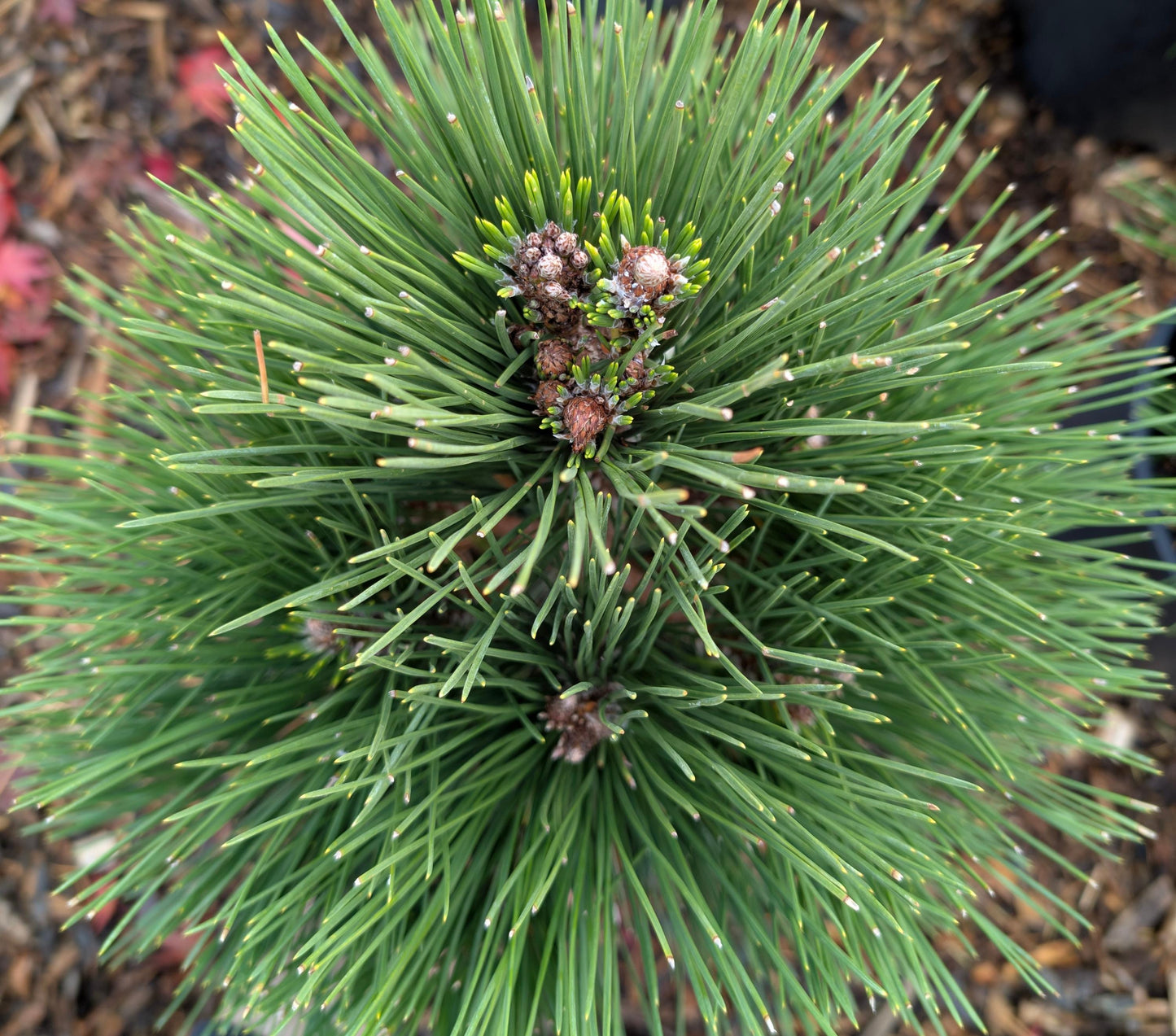 Thunderhead Japanese Black Pine, Pinus Thunbergii, Dwarf Evergreen Conifer - Live Plant