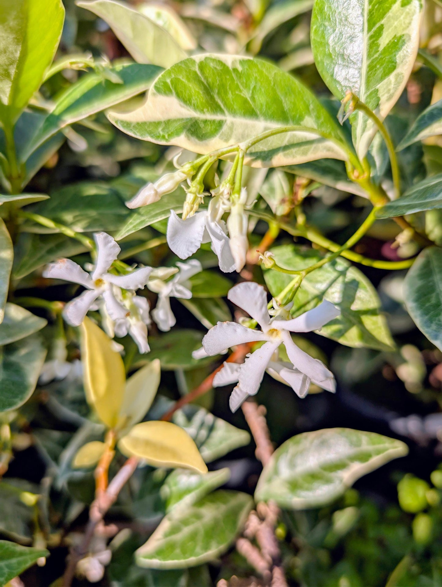 Variegated Jasmine Fragrant Flowering Shrub Vine - Live Plant