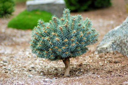 Blue Pearl Rare Dwarf Colorado Blue Spruce, Miniature Collector Conifer - Live Plant