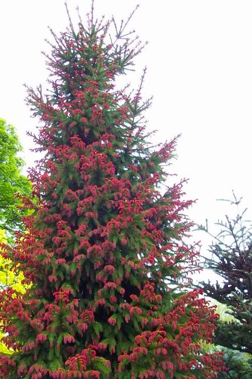 Red Tipped Norway Spruce Tree, Picea Abies Rubra Spicata - Live Plant