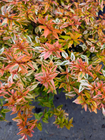 Abelia Suntastic Peach Flowering Shrub, Variegated Golden Foliage - Live Plant