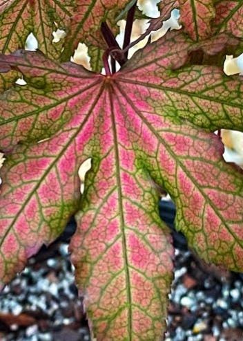 Nebula Rare Japanese Maple, Dwarf Reticulated Acer Palmatum Tree - Live Plant