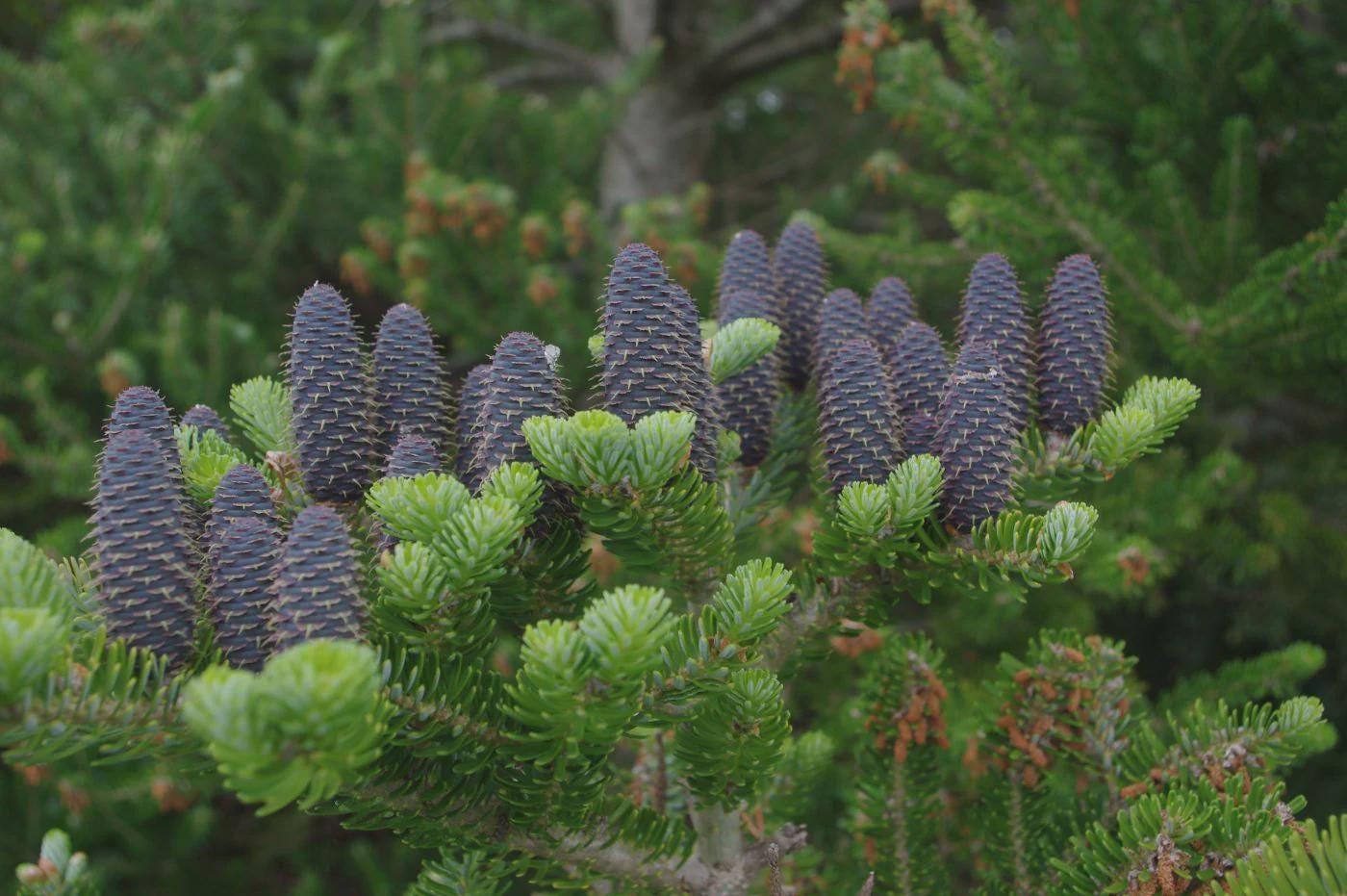 Horstmann's Silberlocke Korean Fir, Upright Silver-White Conifer Purple Cones - Live Plant