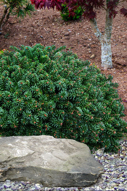Cis Dwarf Korean Fir Abies Koreana, Slow Growing Compact Evergreen Conifer - Live Plant