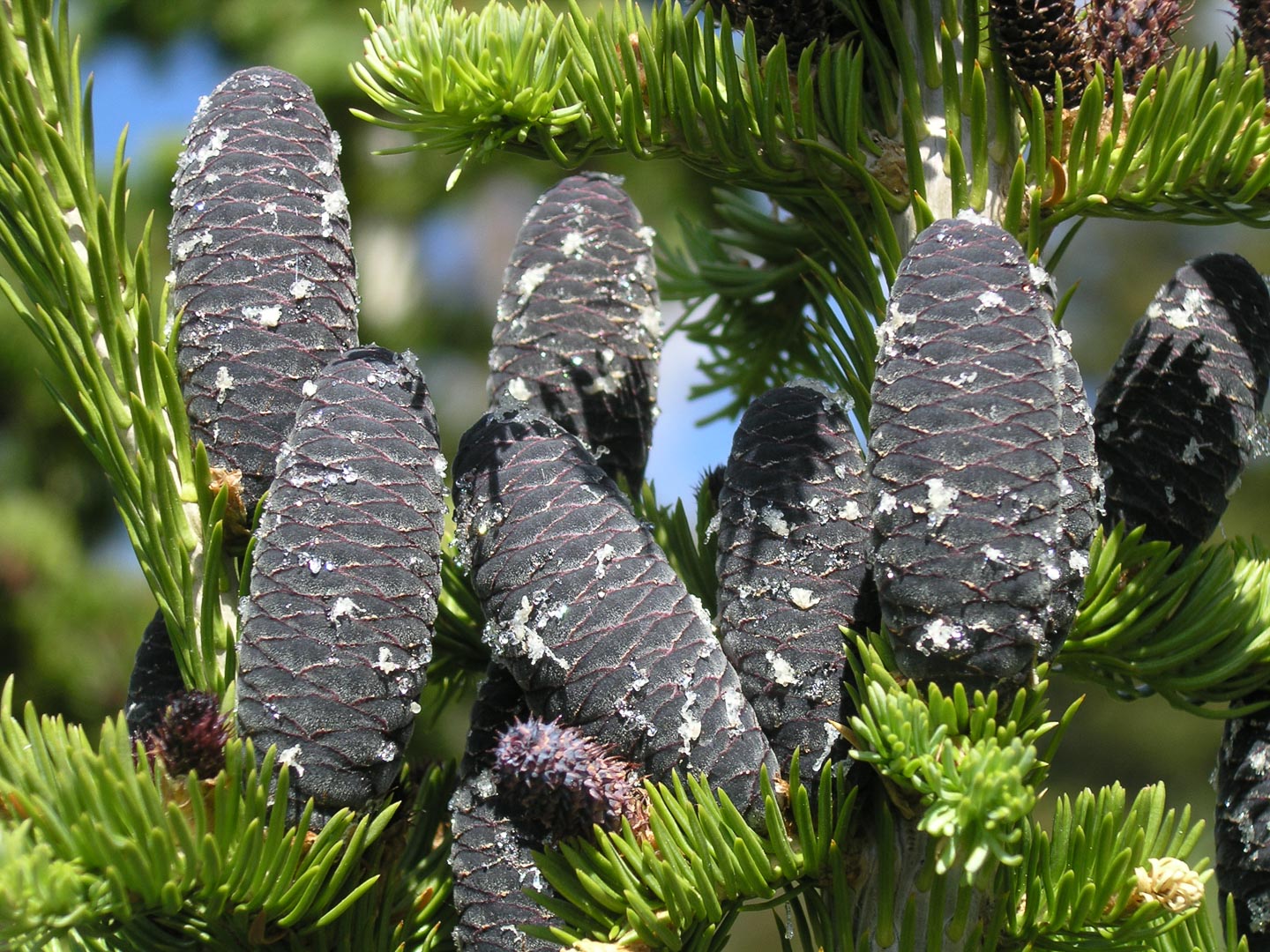 Subalpine Fir Non-Grafted Abies Lasiocarpa Conifer Bonsai Starter Tree - Live Plant