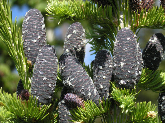 Subalpine Fir Non-Grafted Abies Lasiocarpa Conifer Bonsai Starter Tree - Live Plant