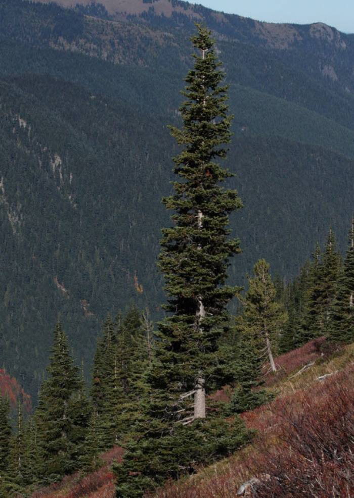Subalpine Fir Non-Grafted Abies Lasiocarpa Conifer Bonsai Starter Tree - Live Plant