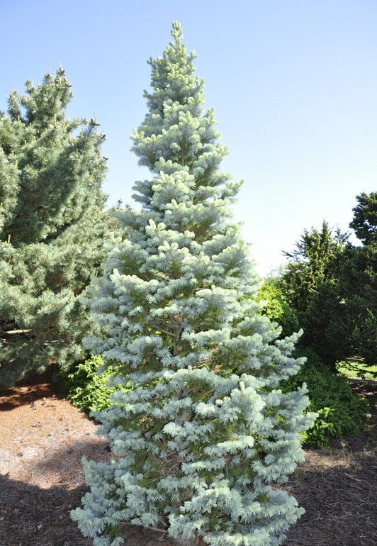 Glauca Compacta Dwarf Blue Rocky Mountain Subalpine Corkbark Fir Tree - Live Plant