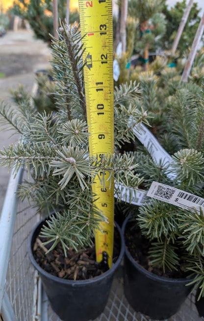 Subalpine Fir Non-Grafted Abies Lasiocarpa Conifer Bonsai Starter Tree - Live Plant