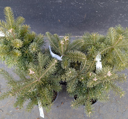 Subalpine Fir Non-Grafted Abies Lasiocarpa Conifer Bonsai Starter Tree - Live Plant