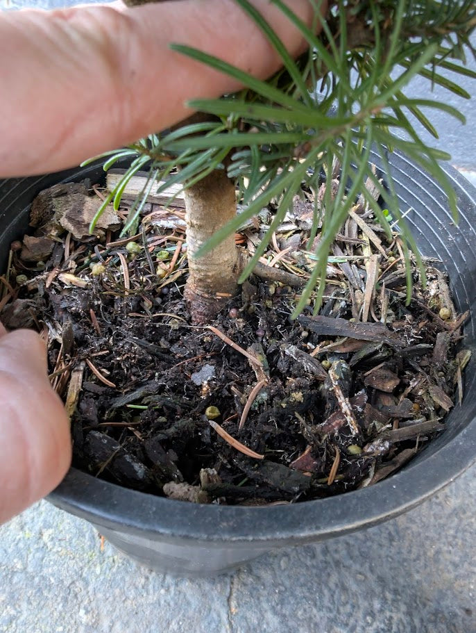 Subalpine Fir Non-Grafted Abies Lasiocarpa Conifer Bonsai Starter Tree - Live Plant
