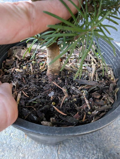 Subalpine Fir Non-Grafted Abies Lasiocarpa Conifer Bonsai Starter Tree - Live Plant