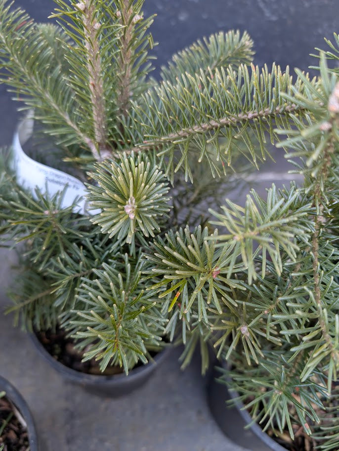 Subalpine Fir Non-Grafted Abies Lasiocarpa Conifer Bonsai Starter Tree - Live Plant