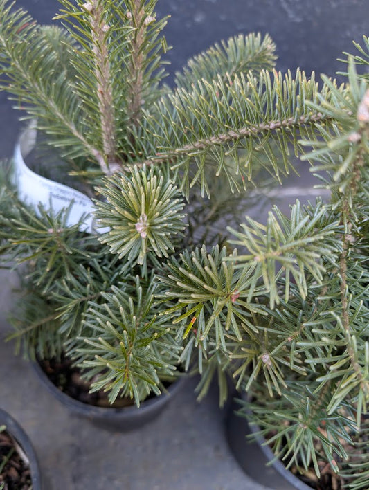Subalpine Fir Non-Grafted Abies Lasiocarpa Conifer Bonsai Starter Tree - Live Plant