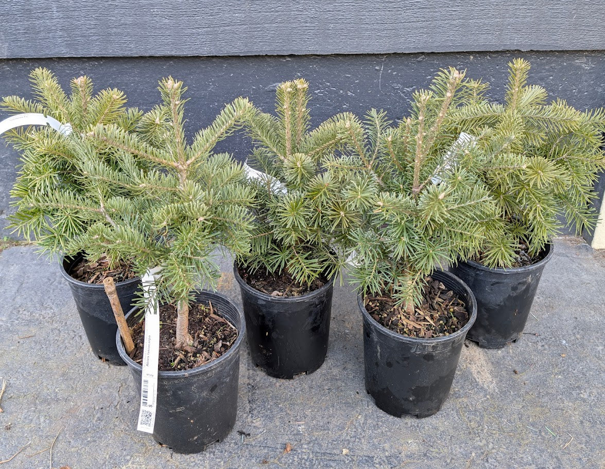 Subalpine Fir Non-Grafted Abies Lasiocarpa Conifer Bonsai Starter Tree - Live Plant