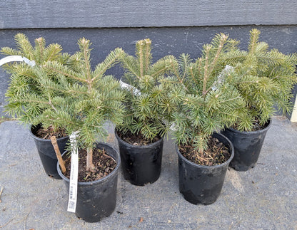 Subalpine Fir Non-Grafted Abies Lasiocarpa Conifer Bonsai Starter Tree - Live Plant