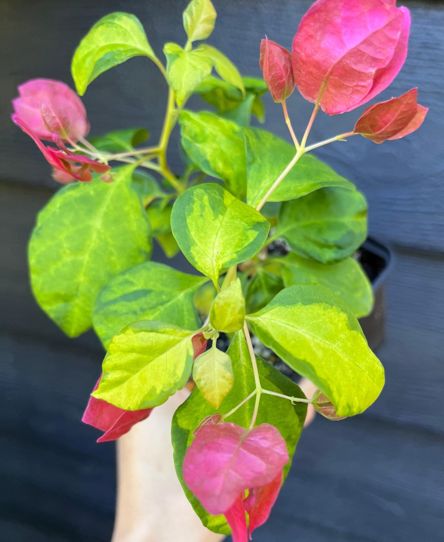 Sunstone Red Bougainvillea Fast Growing Tropical Flowering Vine - Live Plant