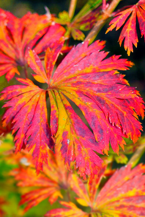 Aconitifolium Dancing Peacock Fern-Leaf Japanese Maple Acer Tree - Live Plant