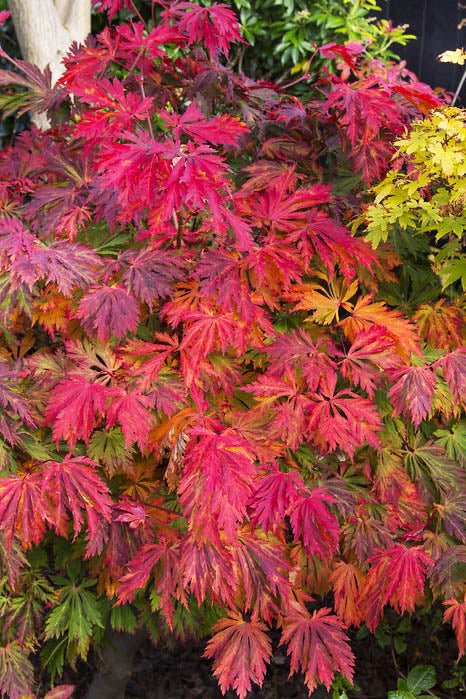 Aconitifolium Dancing Peacock Fern-Leaf Japanese Maple Acer Tree - Live Plant