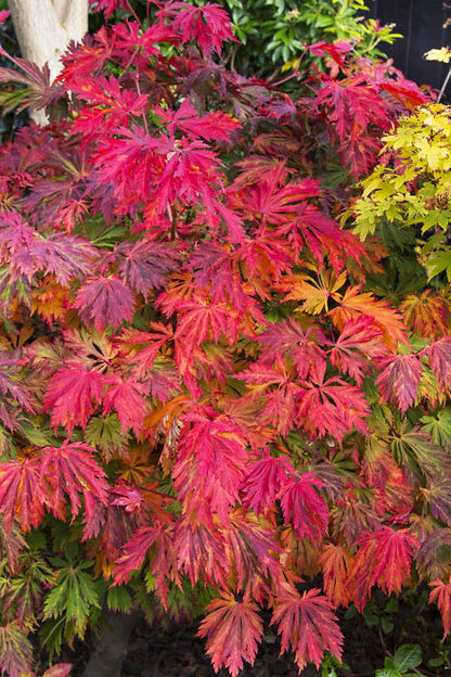 Aconitifolium Dancing Peacock Fern-Leaf Japanese Maple Acer Tree - Live Plant