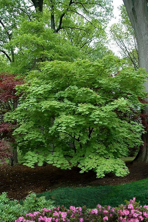 Aconitifolium Dancing Peacock Fern-Leaf Japanese Maple Acer Tree - Live Plant