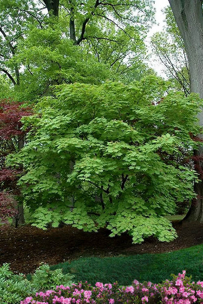 Aconitifolium Dancing Peacock Fern-Leaf Japanese Maple Acer Tree - Live Plant