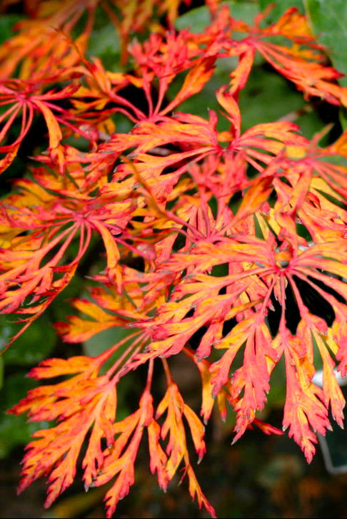 Fairy Lights Dwarf Japanese Maple, Laceleaf Acer Palmatum Tree - Live Plant