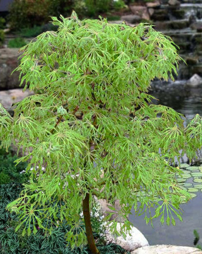 Fairy Lights Dwarf Japanese Maple, Laceleaf Acer Palmatum Tree - Live Plant