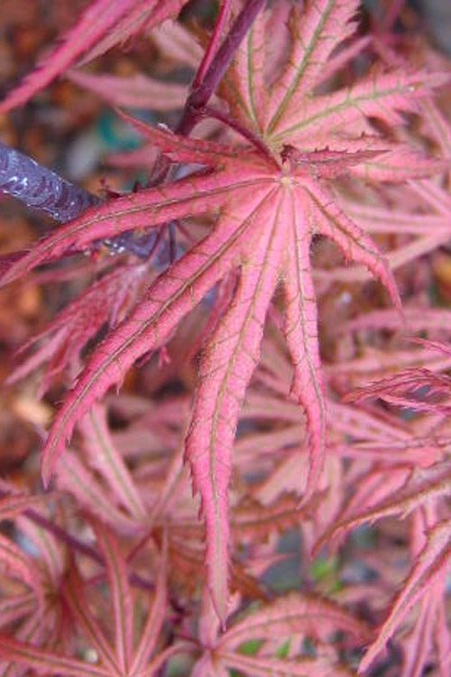 Aka Shigitatsu Sawa Rare Reticulated Japanese Maple Acer Tree - Live Plant